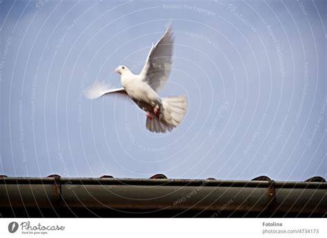 Little White Dove Of Peace Fly Over The Country She Just Took Off