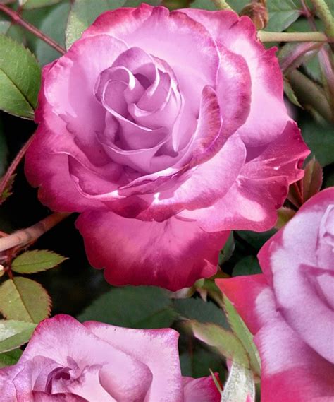 Seedling And Sprout Paradise Garden Rose Bareroot Set Of Two Hybrid