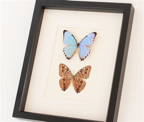 Framed Blue Butterfly Bug Under Glass