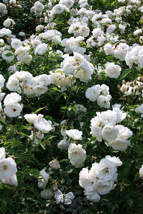 International Rose Test Garden Portland Oregon Partaste