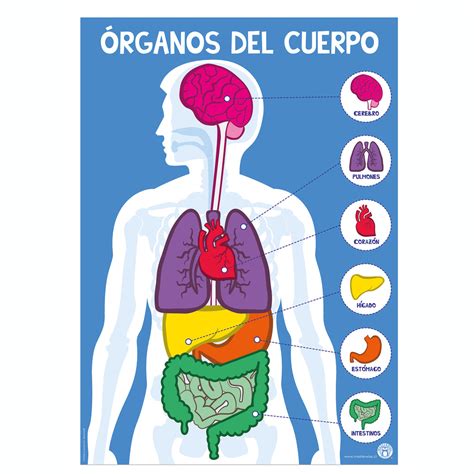 Fotos De Los Organos Del Cuerpo Humano Órganos Cuerpo Humano
