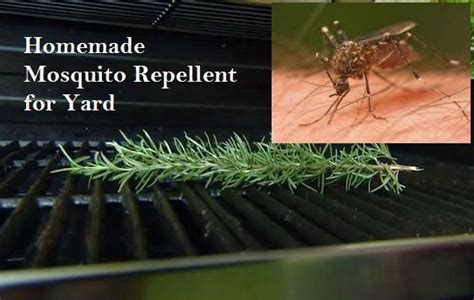 For that reason, in this article, i have gathered some of those homemade mosquito yard spray recipes which have been proven to be efficient and seem to actually keep. Homemade Mosquito Repellent for Yard | GoodHome IDS