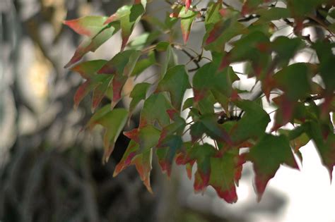 Trident Maple Bonsai At The National Arboretum Washington Flickr