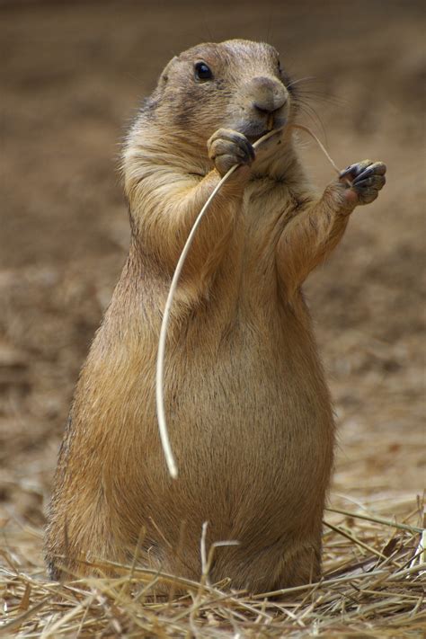 Collection by the nature diva • last updated 5 weeks ago. Prairie Dog Identification