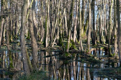 Swamp Trees In Water Landscape Patternpictures