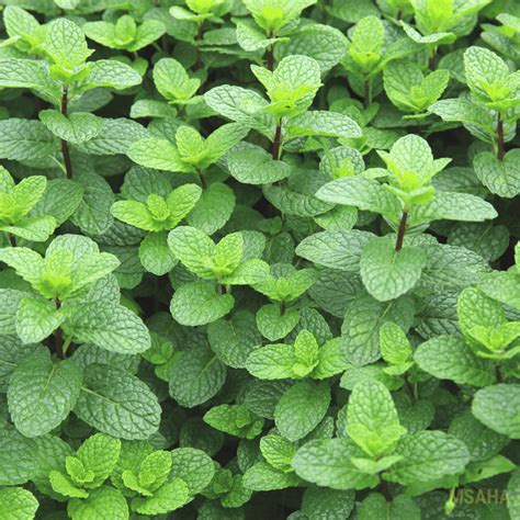 Growing Mint Indoors Everything You Need To Know Garden For Beginners