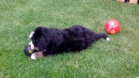 Bernese Mountain Dog Puppy Playing With Ball Hd Youtube