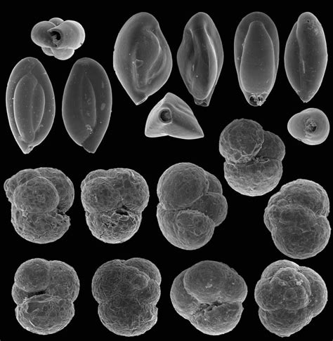 Sem Images Of Benthic Foraminifera From Pine Island Bay 1 2