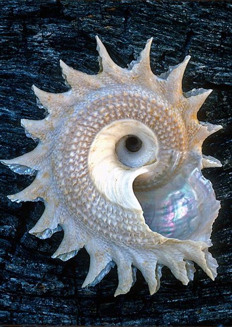 A Sea Shell With A Spiral Design On Its Face And An Iridescent Lens