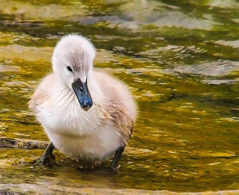 Baby Swan Foto And Bild Tiere Tierkinder Natur Bilder Auf Fotocommunity