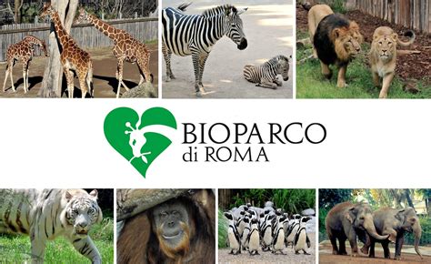 Zoo Roma Orari Biglietti E Info Sul Bio Parco Il Corriere Della Città
