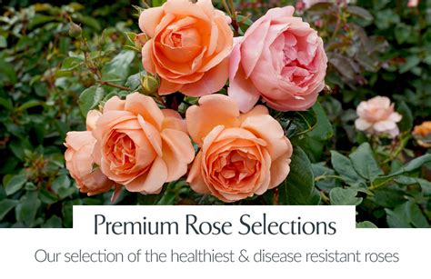 Treloar Roses Australias Largest Rose Production Nursery