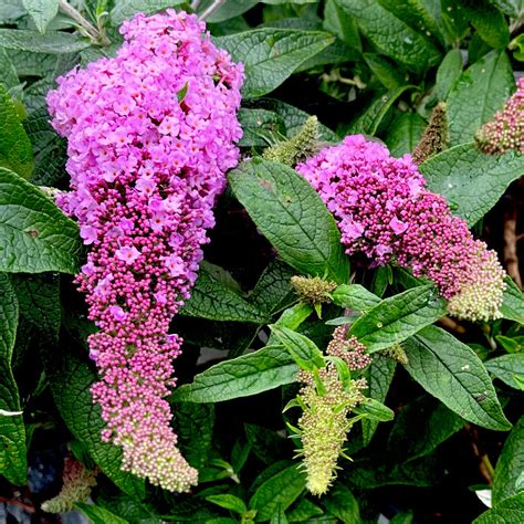 Pugster Pink Butterfly Bush 3 Gallon Container Lots Of Plants