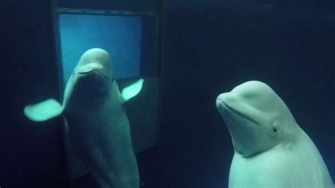 Belugas Make A Whale Of A Journey To New Home Cbbc Newsround