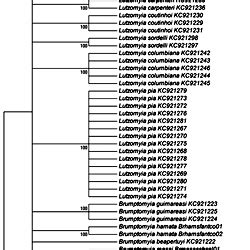 Neighbor Joining Analysis Of Mitochondrial Coi Sequences Of Colombian Sand Fly Species