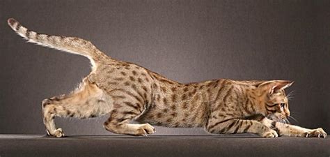As a result of this conservation work, the. Small Wild Cat Breeds - Cats Types