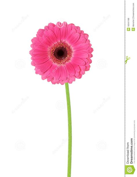 Buy gerbera bloem paint by numbers kit or check our new collections canvas paint by number for adult.enjoy painting by numbers Gerbera van de bloem stock foto. Image of helder ...