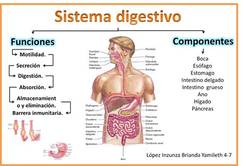 Sistema Digestivo Humano Informaci N Y Caracter Sticas My Xxx Hot Girl