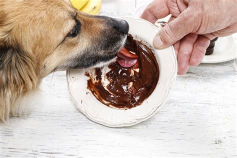 Can Dogs Eat Chocolate Effects And Precautions The Upper Pawside