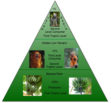 Food Web Pyramids The Tropical Rainforest