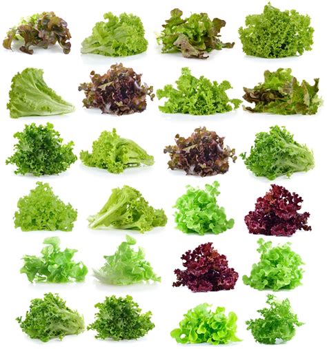 Leaf Lettuce Types A Wealth Of Tasty Choices