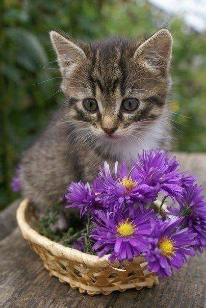 1552 Best Cute Kittens Images On Pinterest Adorable Kittens Baby Puppies And Cute Baby Cats