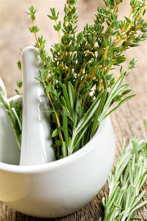 Fresh Herbs Stock Photo Image Of Collection Aroma Ingredient 22376322