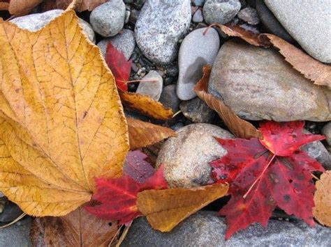 Beautiful River Rock And Autumn Leaves Autumn Leaves Nature