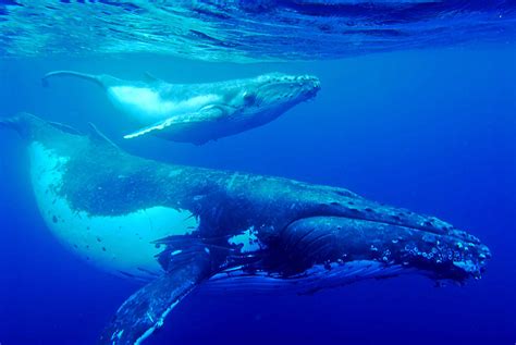 Humpback Whale Wallpapers High Quality Download Free