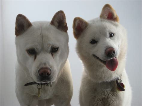 The Jindo Dog Your Complete Guide To Koreas 53rd National Treasure
