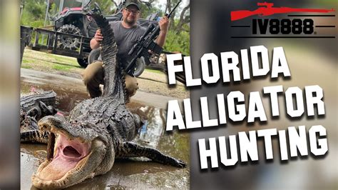 Hunting Alligators In Okeechobee Florida Youtube