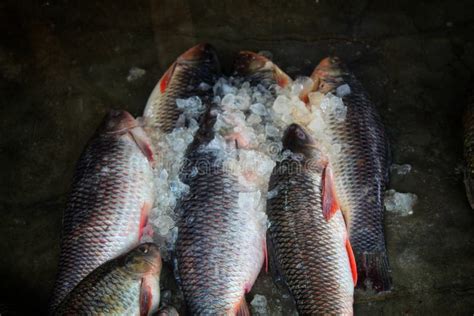 Labeo Rohita Freshly Harvested Rohu Carp Fish With Ice In Indian Fish