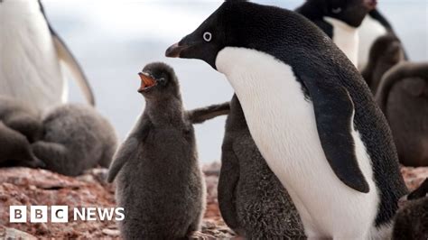 Penguins Die In Catastrophic Antarctic Breeding Season Bbc News