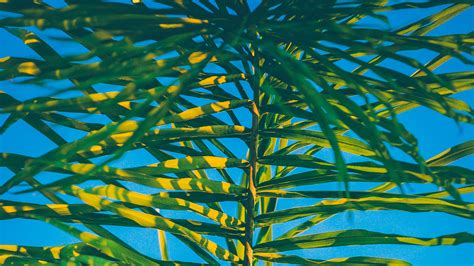 Download Wallpaper 2560x1440 Palm Branch Leaves Green
