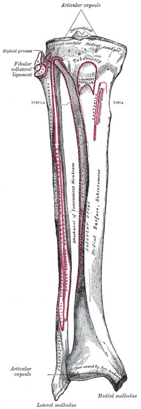 Condylus Lateralis Tibialis Seitlicher Schienbeingelenkkopf Med