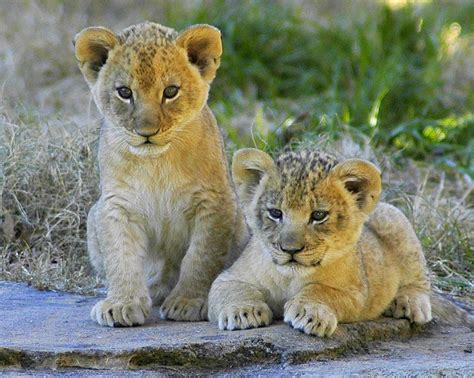 Lion Cubs Animals Cute Animals Wild Cats