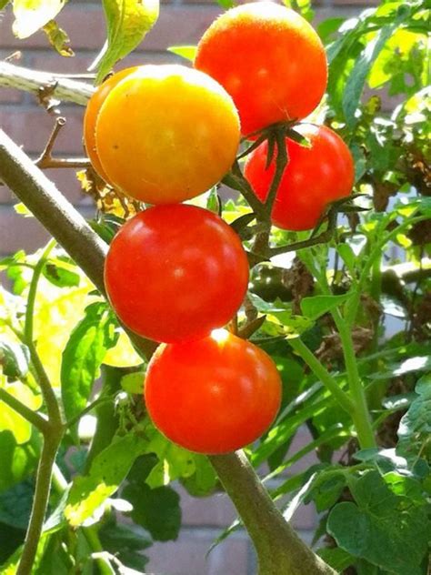 How To Plant Grow And Care For Tomatoes Growing