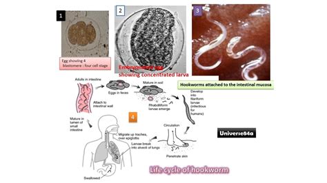Hookworm Infection Introduction Morphology Life Cycle Mode Of Infection