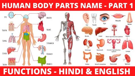 Human Body Parts Name In Hindi And English With Pictures And Functions