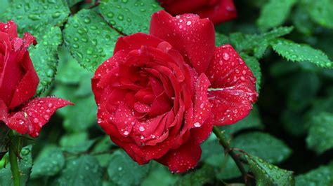 Lovely Rose With Beautiful Red Color Petals Drops Water