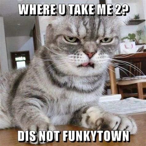 Dis Not Funkytown Cat Parenting Cats Cat Care