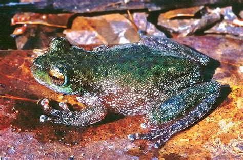 Frogs Class Amphibia The Australian Museum