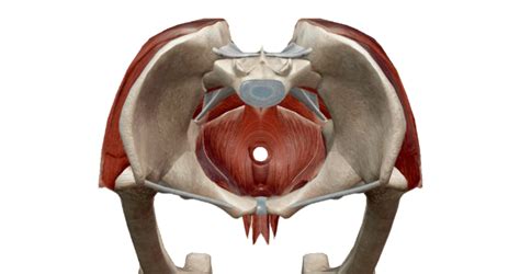 Posterior Pelvis Anatomy Muscles Female Pelvic Floor