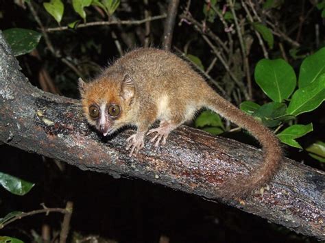 Mouse Lemurs Tiny And Endangered Primates Of Madagascar Owlcation