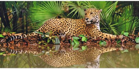 Jaguar In 2020 Jaguar Animal Wild Cats Animal Photography