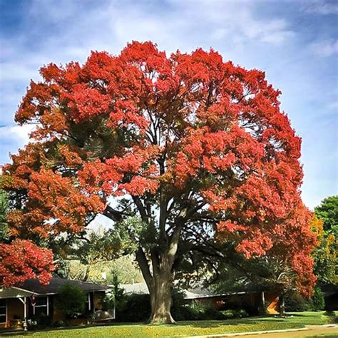 Scarlet Red Oak Tree Seeds Etsy
