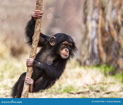 Baby Chimpanzee Climbing On A Vine Stock Image Image Of Baby Playful