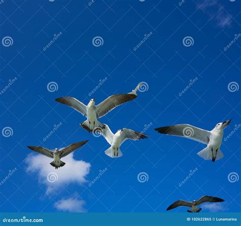 Seagulls Sea Gulls Flying On Blue Sky Stock Image Image Of Beautiful