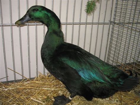Great Backyard Duck Breeds | Duck breeds, Backyard ducks, Geese breeds