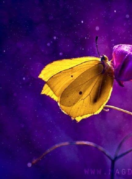 Pin By Becky On Purple And Purple Combos Beautiful Butterflies Yellow